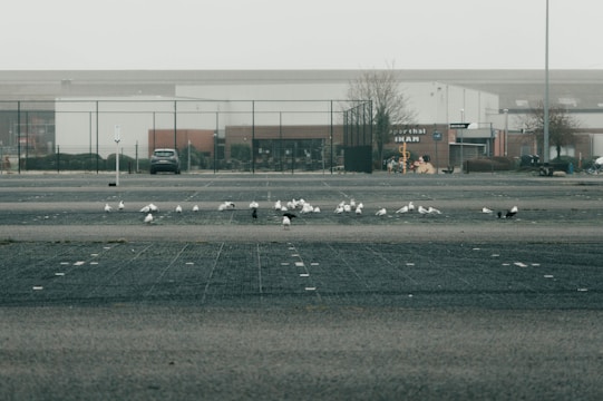 A flock of birds, likely seagulls, is gathered on a large, empty parking lot with visible markings on the ground. In the background, there are industrial buildings and a parked car. The sky appears overcast, contributing to a muted and calm atmosphere.