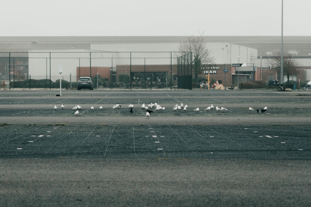 a flock of birds sitting on top of a parking lot