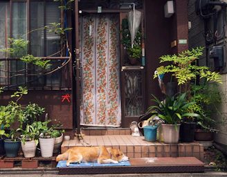 A charming home entrance featuring a variety of blooming plants in rustic pots along the steps.
