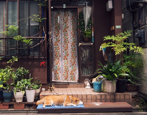 A cozy home entrance with a welcome mat and potted plants, inviting visitors inside.