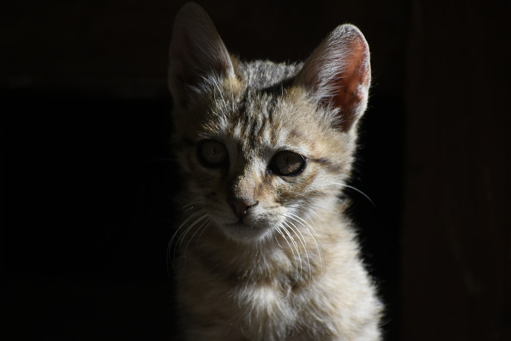 a small kitten is looking at the camera