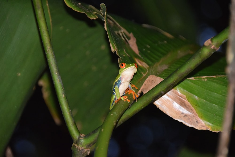 a frog sitting on top of a green leaf