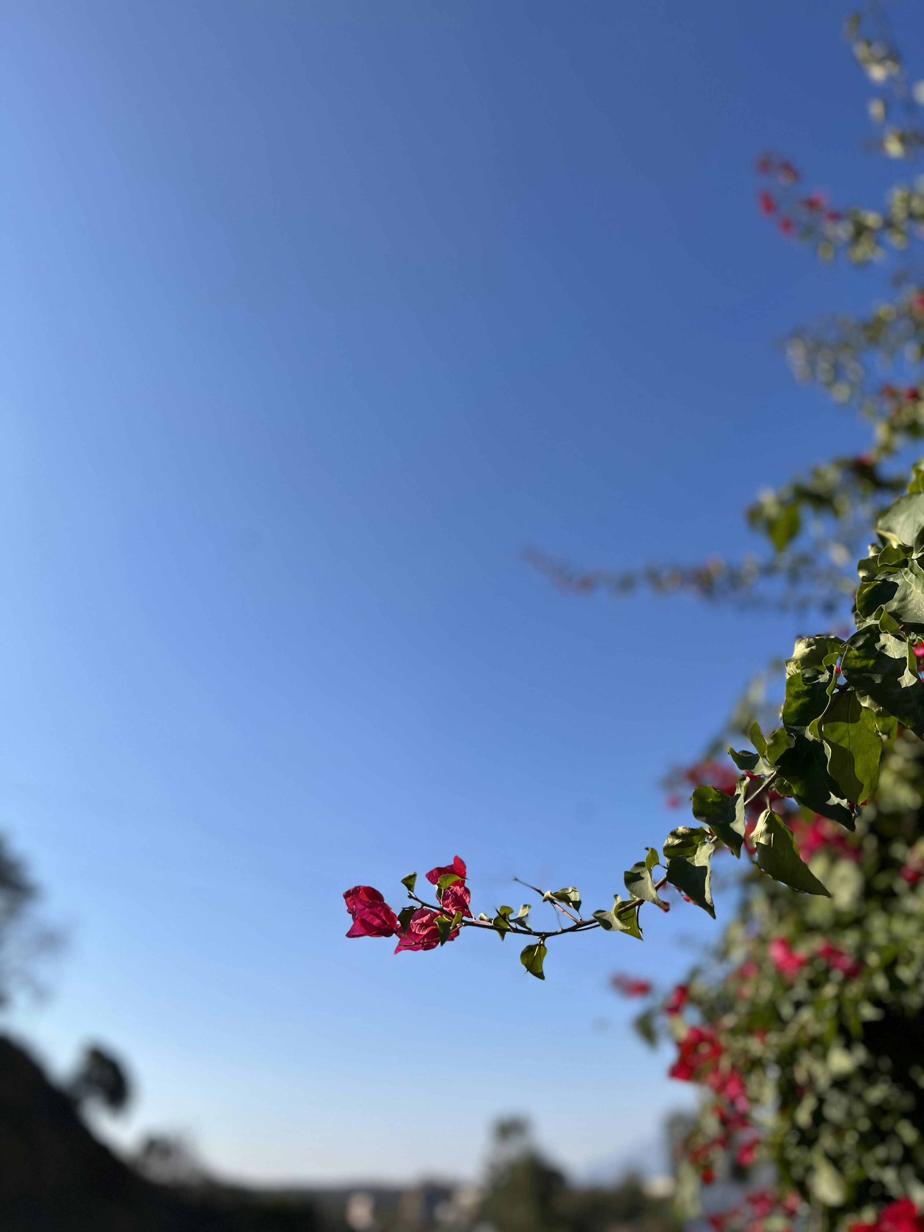 Photo by sherrysingh