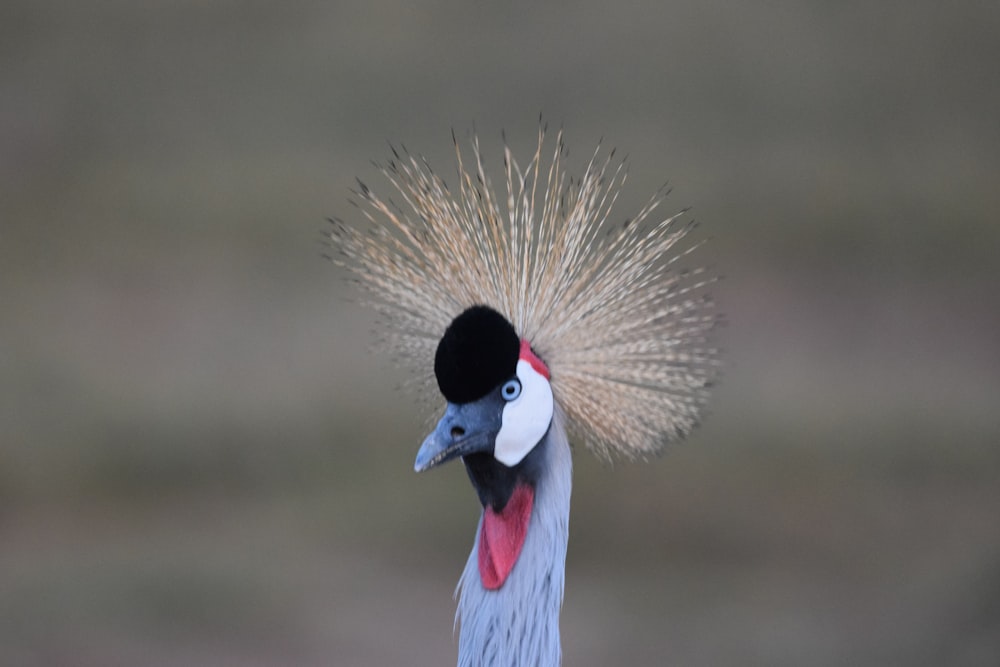 a close up of a bird with a black hat on it's head