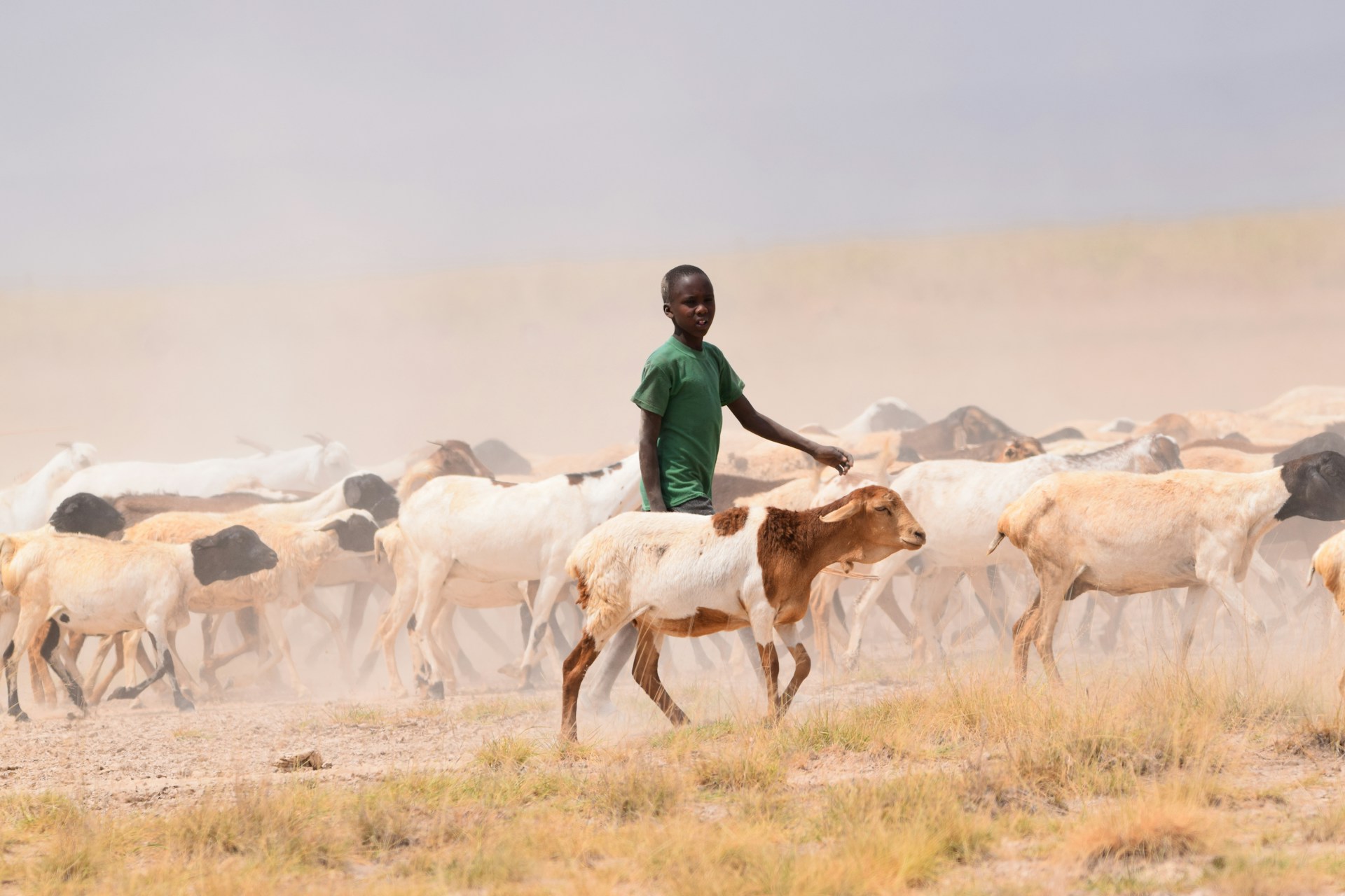 a man herding a herd of cattle across a dry grass field
