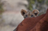 Close-up of a curious lion cub peeking through tall savannah grass in Africa.