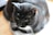 A black and white cat with striking white whiskers is resting on a piece of paper. The cat's fur is smooth, and its ears perk upwards slightly, displaying an attentive yet relaxed posture.