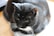 A black and white cat with striking white whiskers is resting on a piece of paper. The cat's fur is smooth, and its ears perk upwards slightly, displaying an attentive yet relaxed posture.