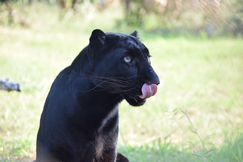 a black panther sitting in the grass with its tongue out