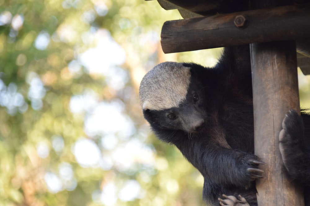 a small black and white animal hanging from a wooden structure