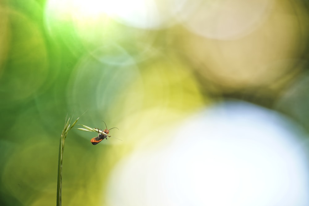 a small insect sitting on top of a green plant