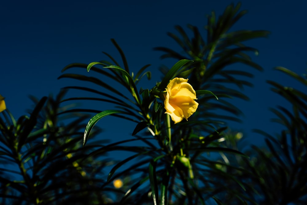 a yellow flower is blooming on a tree