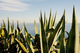 A scenic view of the aloe vera farm landscape under a clear blue sky.