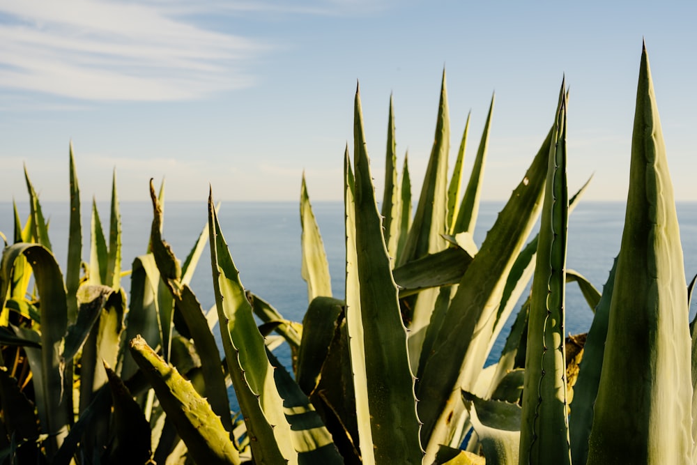 a field of aloei plants with the ocean in the background