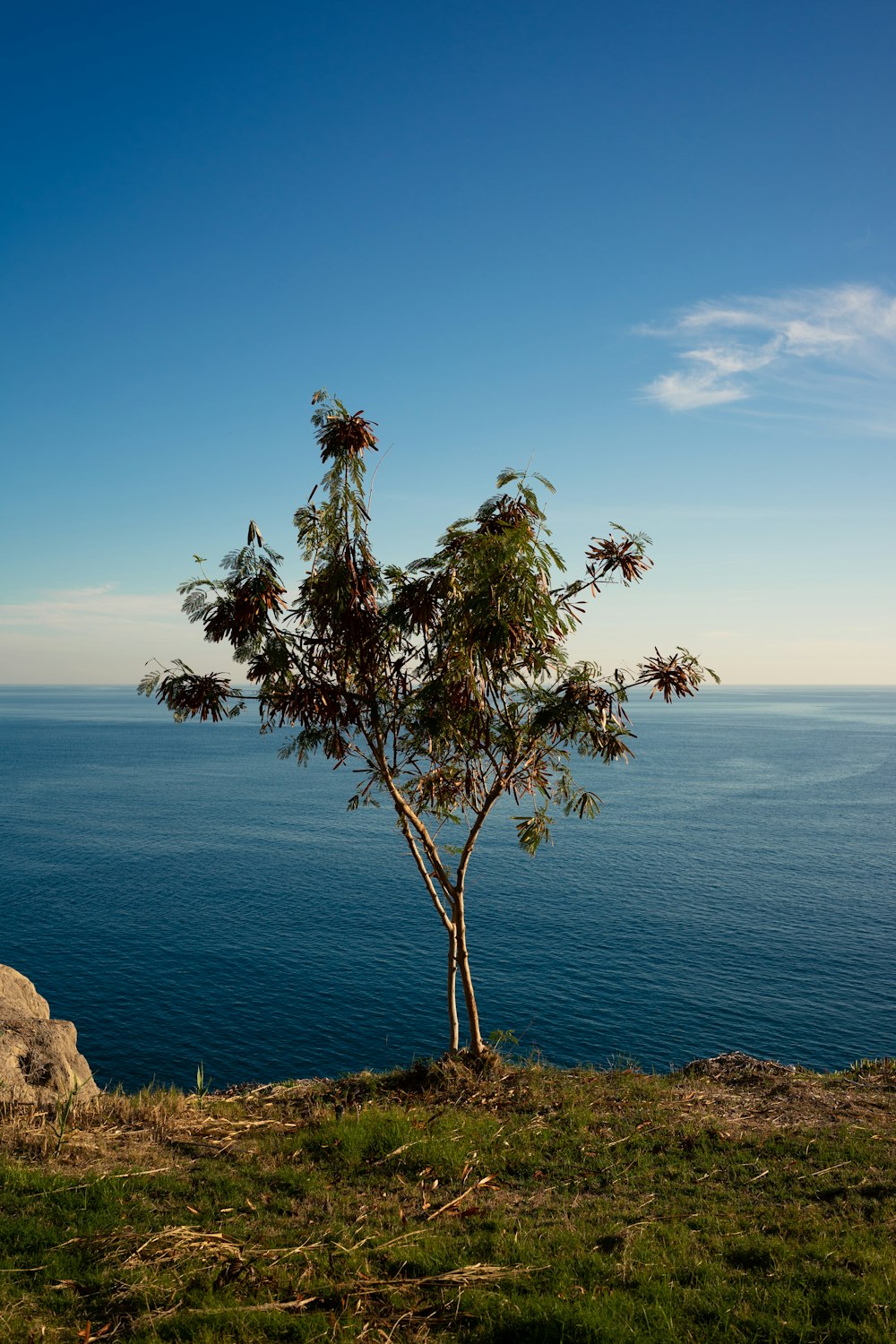 a lone tree on the edge of a cliff overlooking the ocean