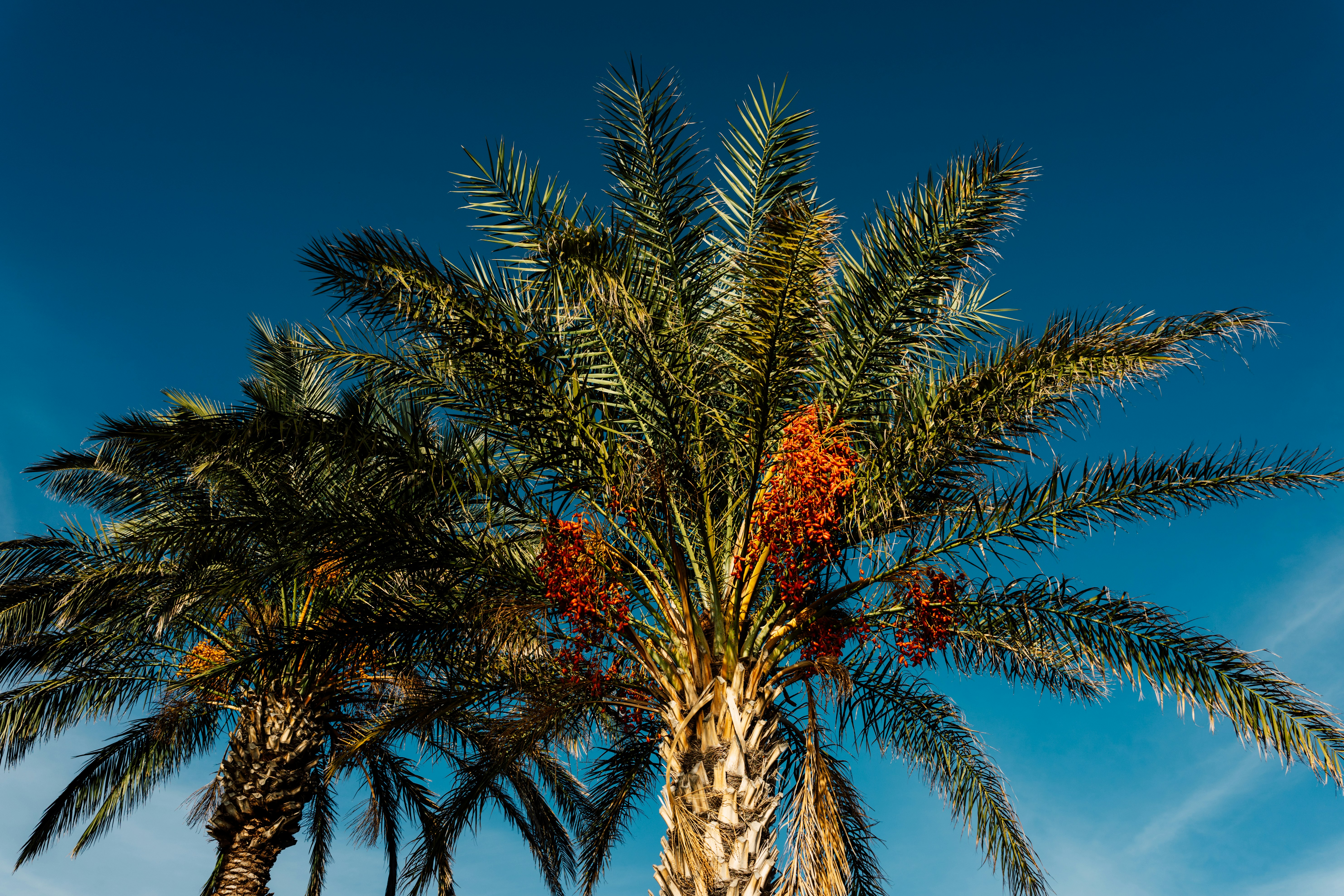 Photo by igorharrier