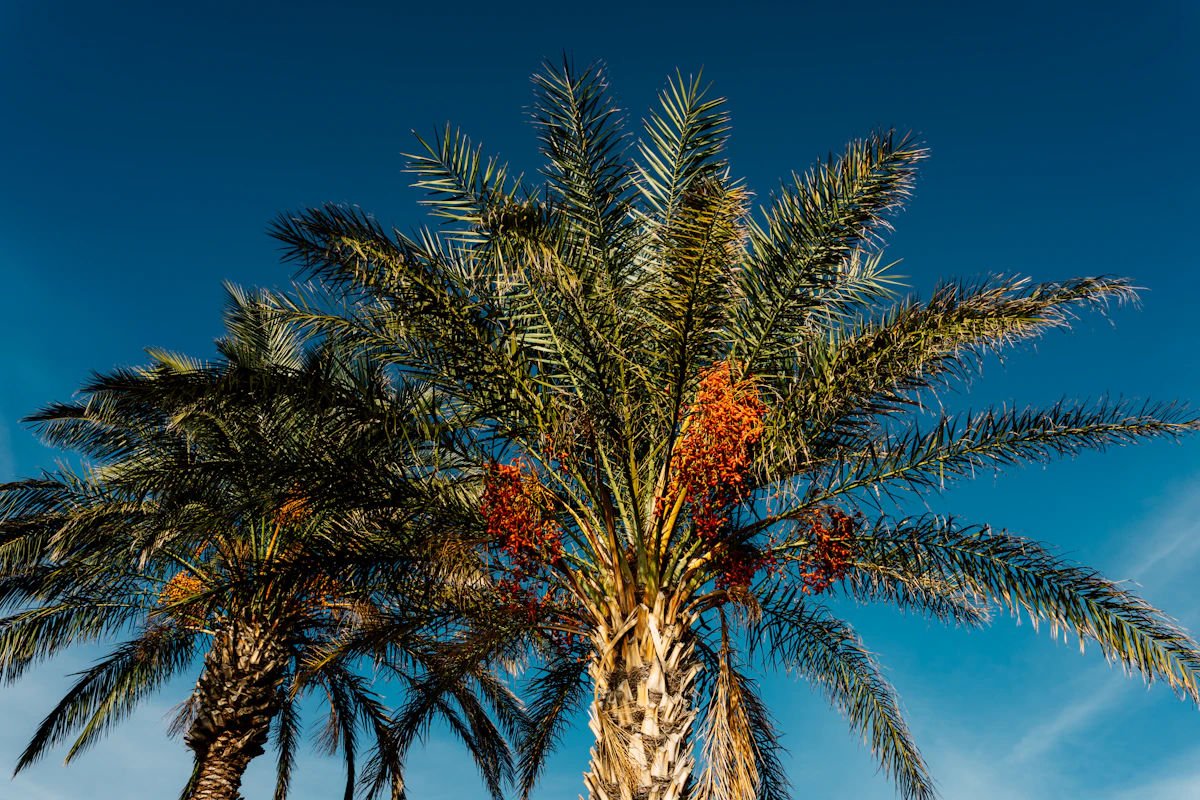 Wild Date Palm Phoenix sylvestris Nolen Gur Bengal India — PlantCare