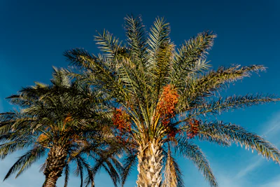 Wild Date Palm Phoenix sylvestris Nolen Gur Bengal India — PlantCare