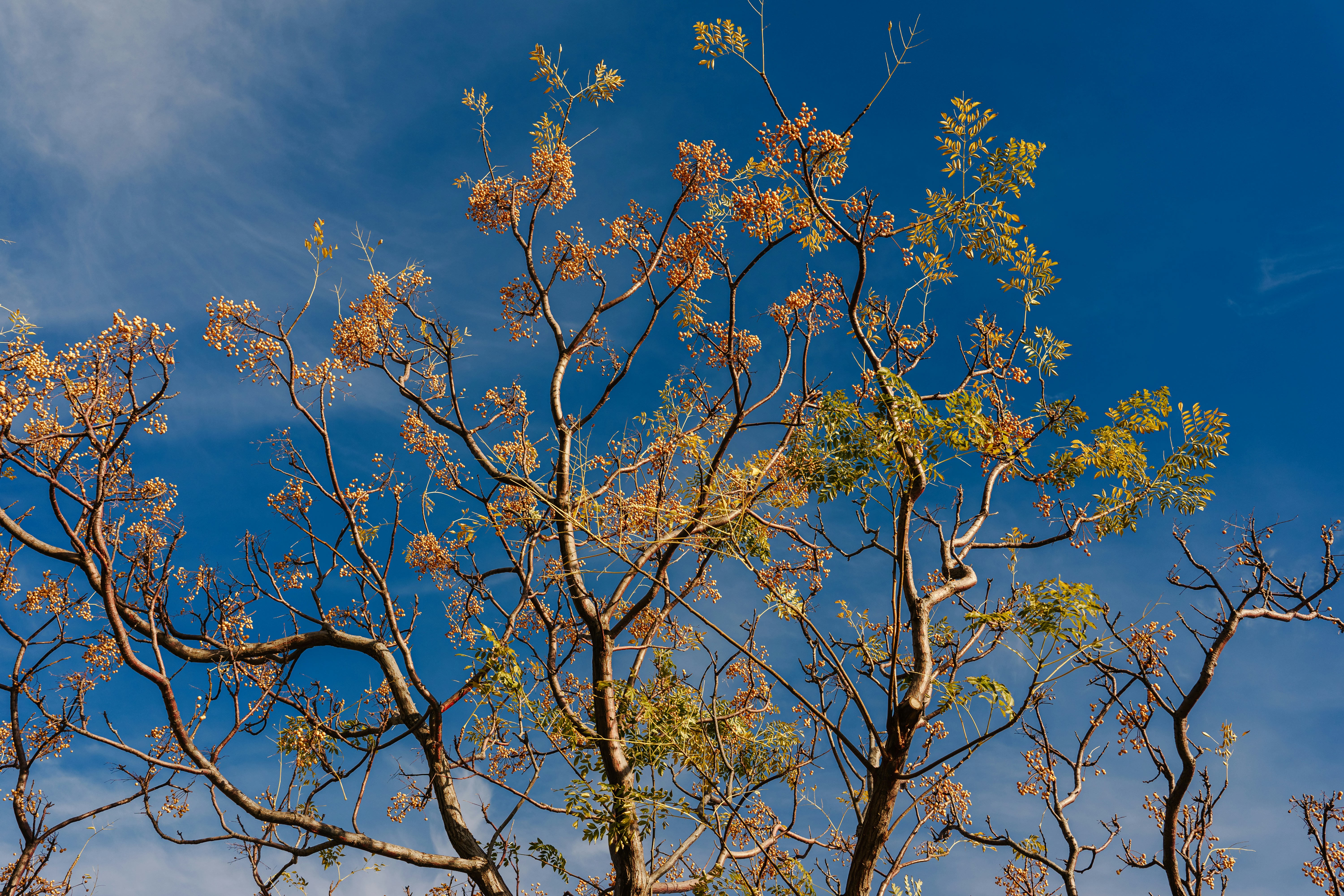 Photo by igorharrier