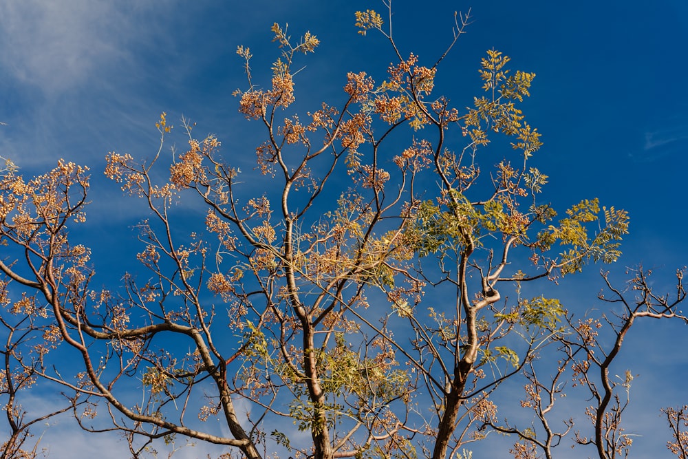 a tree with no leaves and a blue sky in the background