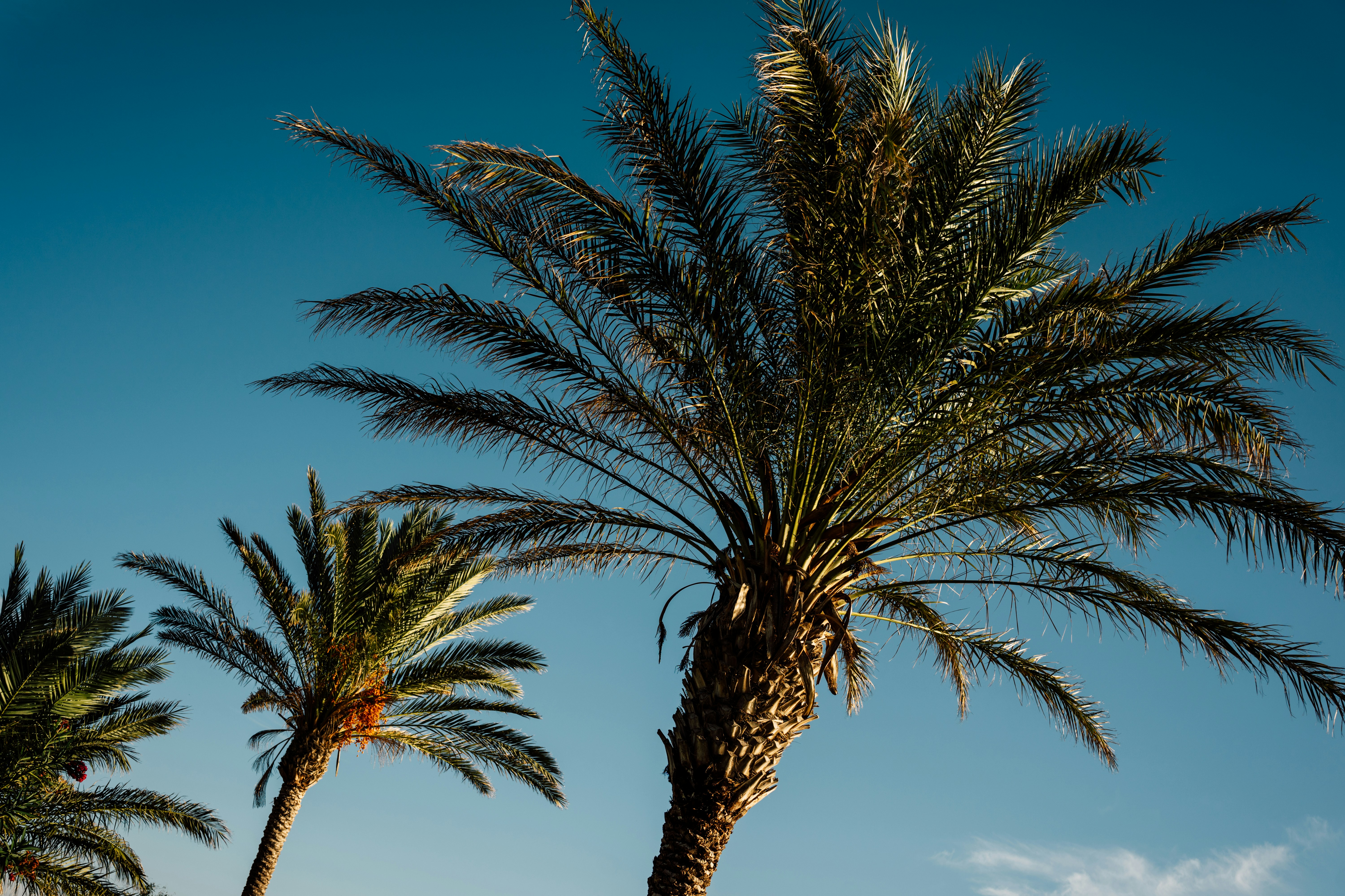 Photo by igorharrier