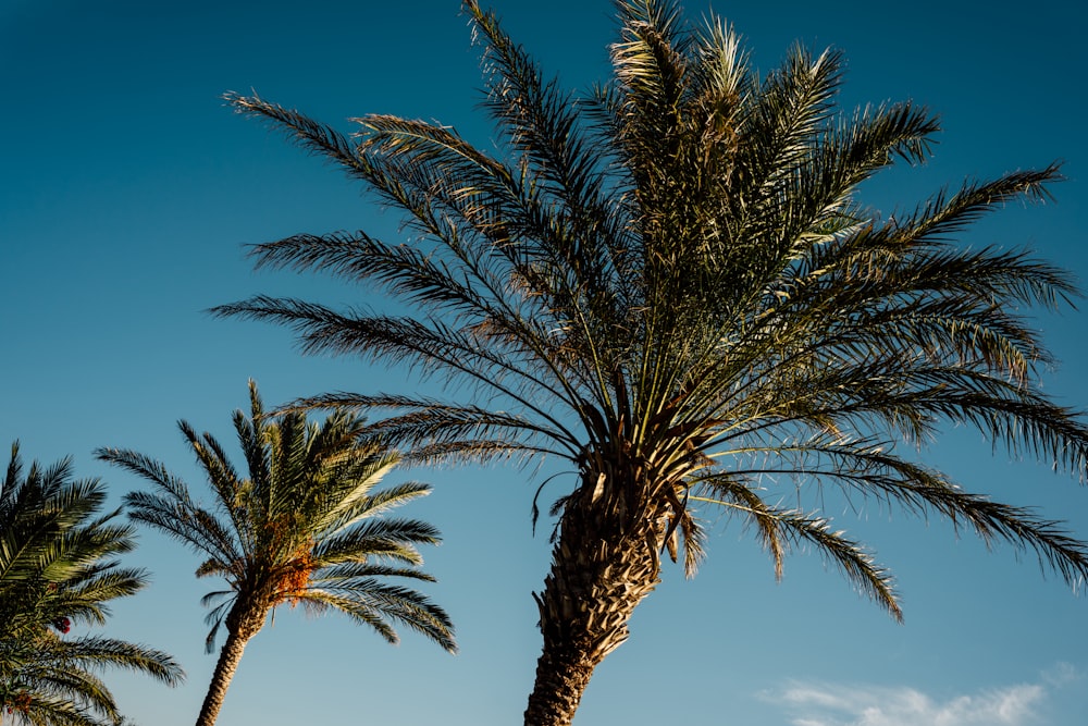 a palm tree with a blue sky in the background