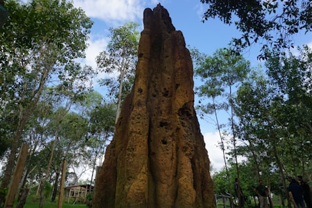 A large termite mound stands prominently in a natural setting, surrounded by lush green trees and vegetation. Several people are visible in the background, adding a sense of scale. The sky is partly cloudy, with patches of blue visible.