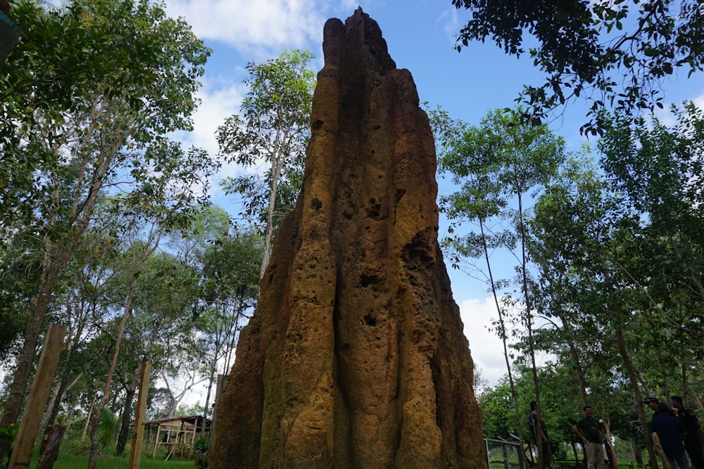 a large tree stump in the middle of a forest