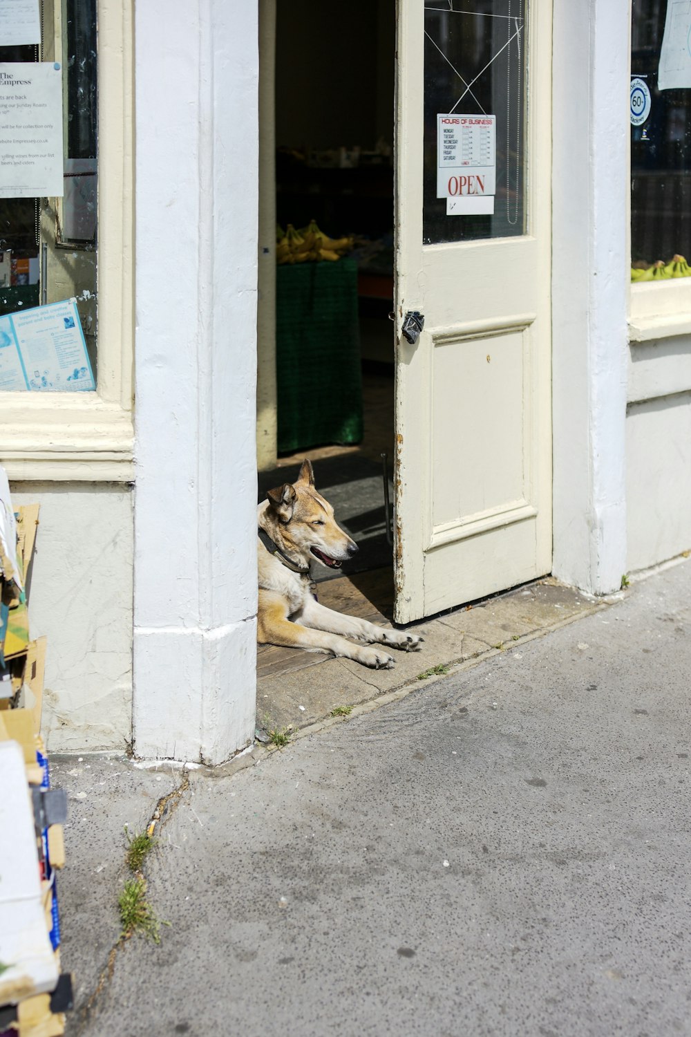 a dog laying on the sidewalk in front of a store