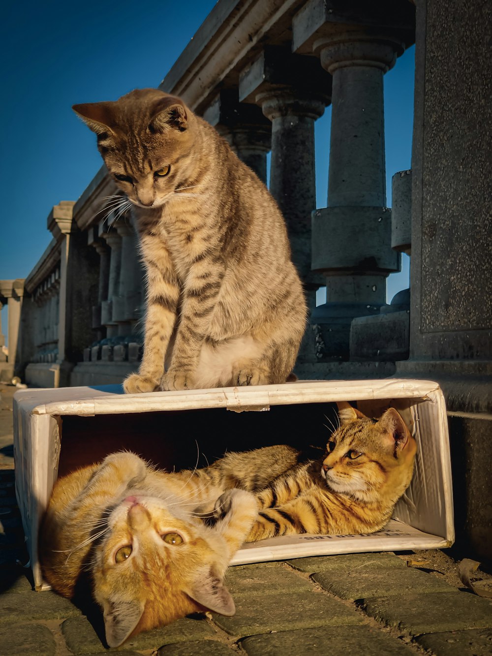 a couple of cats that are sitting in a box