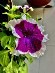 a purple and white flower sitting on top of a tiled floor