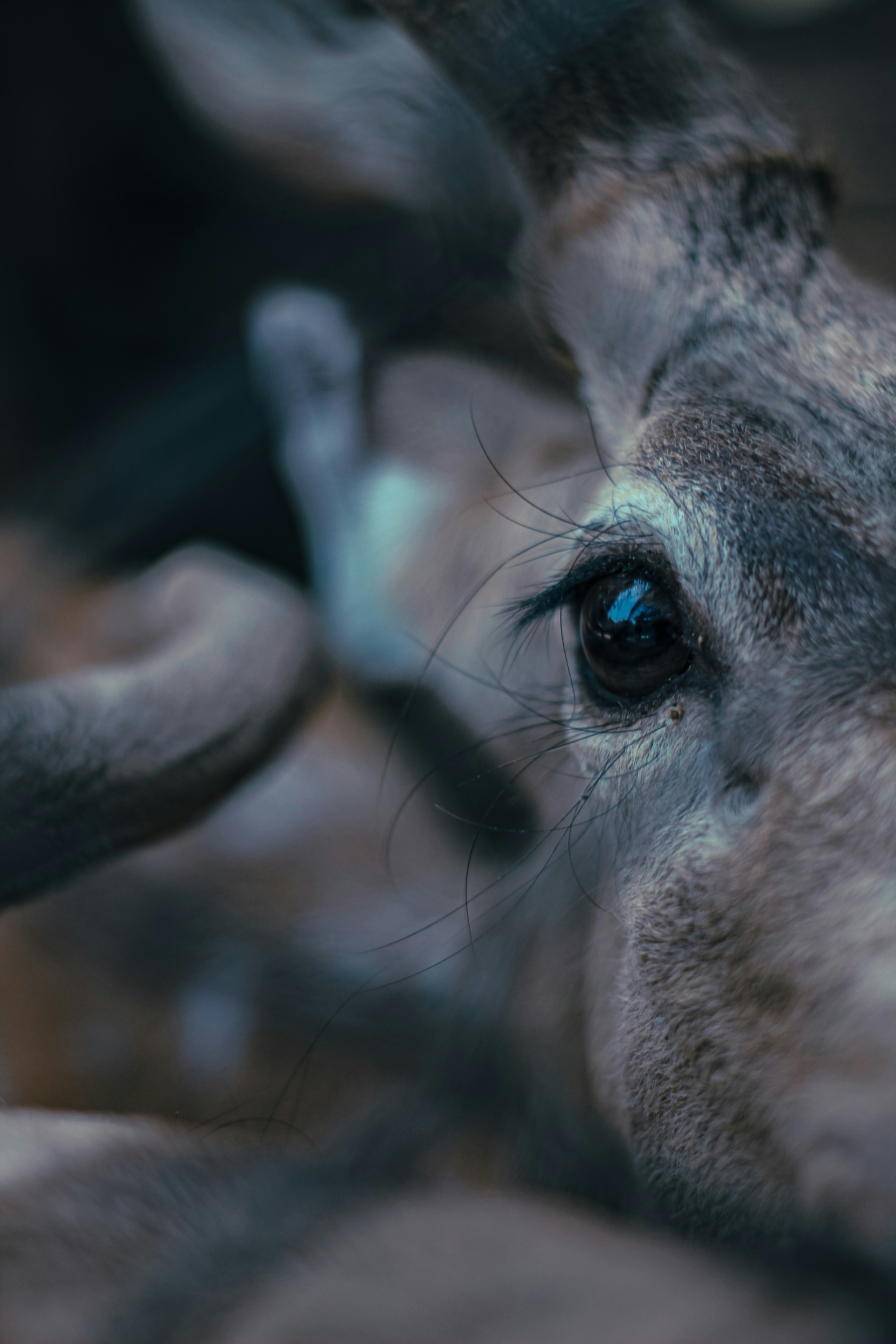 a close up of a giraffe's face with a blurry background