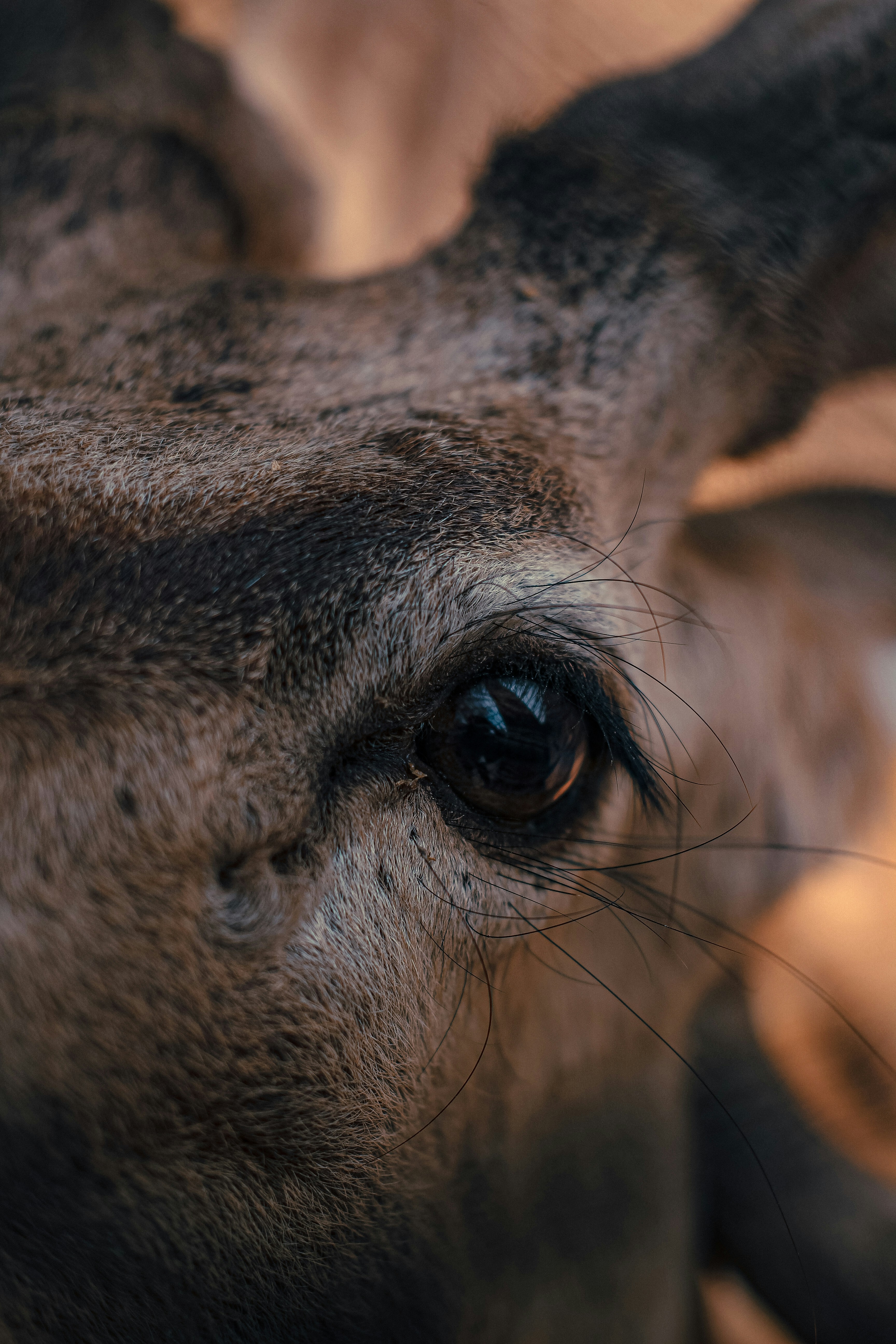 Photo by tusharranjan_