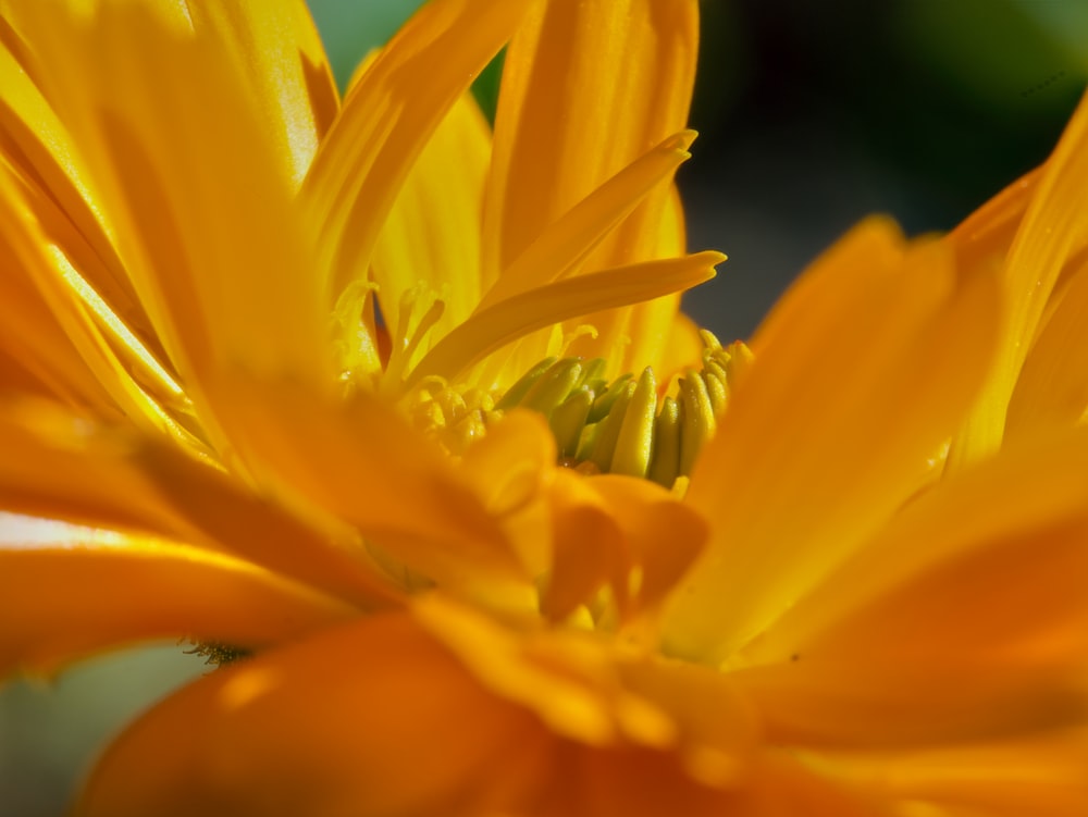 eine Nahaufnahme einer gelben Blume mit verschwommenem Hintergrund