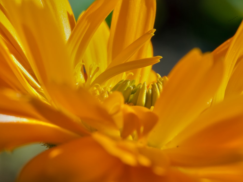 a close up of a yellow flower with a blurry background