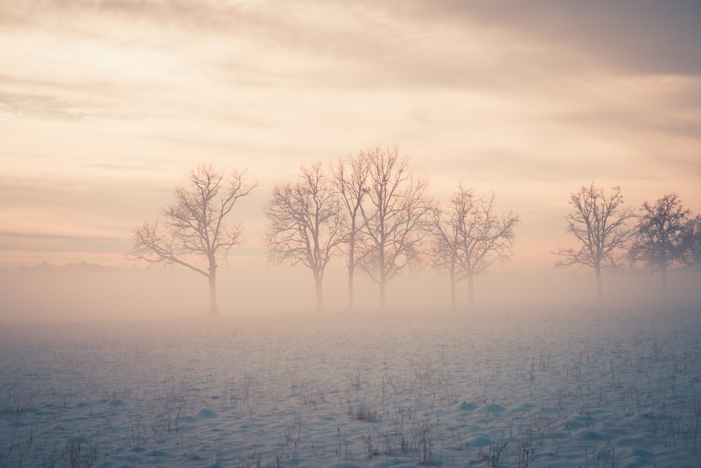 a foggy field with trees in the distance