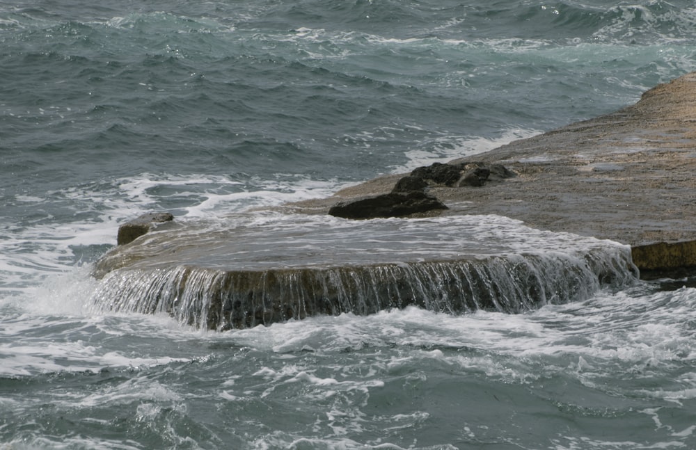 Ein Vogel sitzt auf einem Felsen in der Nähe des Wassers