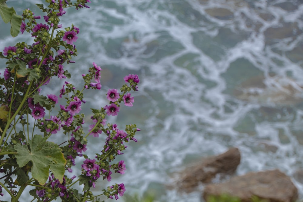 a bunch of flowers that are by the water