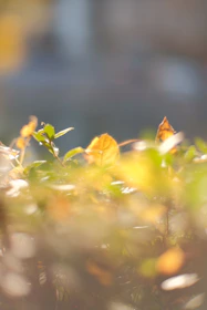 Close-up of calming nature elements like leaves and soft sunlight.