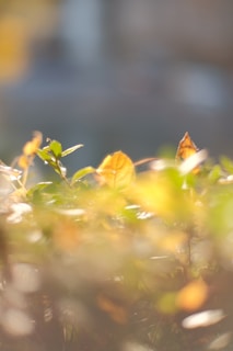 A serene close-up of gentle morning light filtering through leaves, evoking calm and stillness.