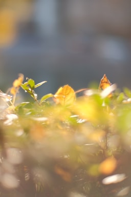 A serene close-up of gentle morning light filtering through leaves, evoking calm and stillness.