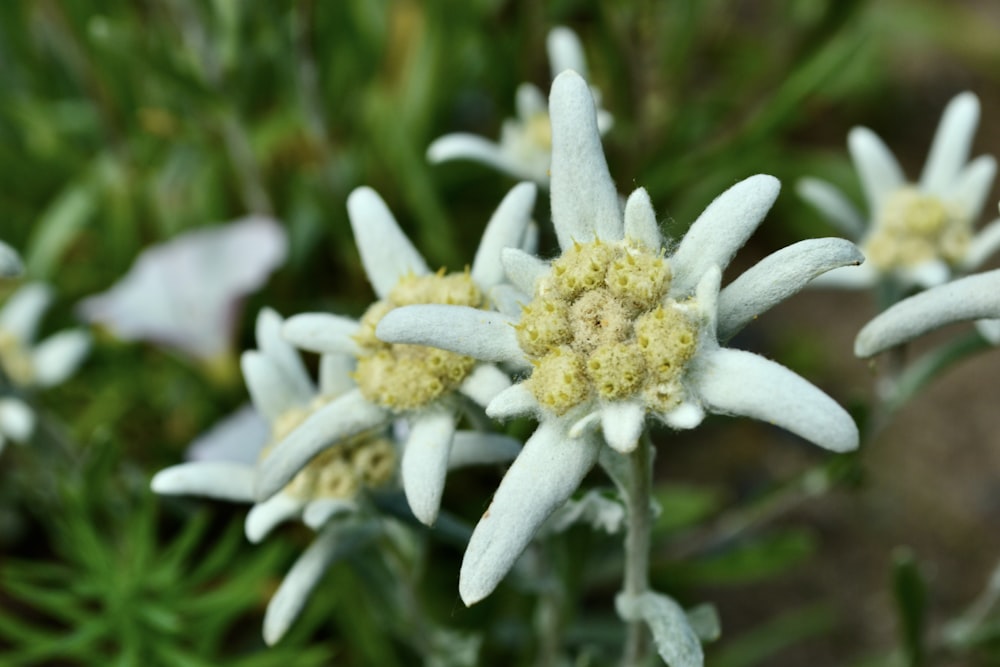 a close up of some white flowers in a field