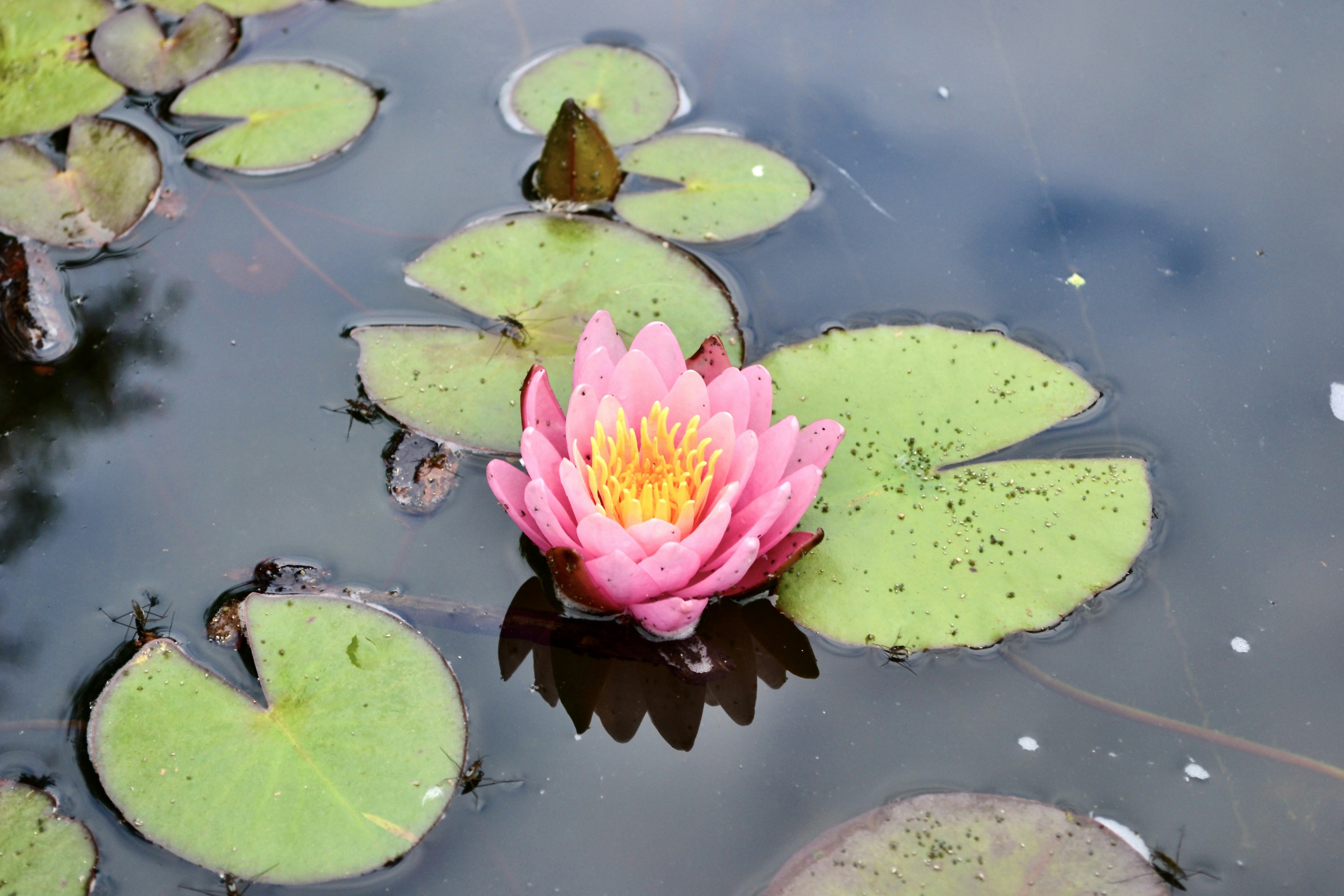 a pink water lily floating on top of a pond