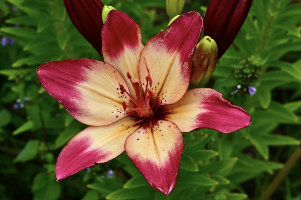 a red and yellow flower in a garden