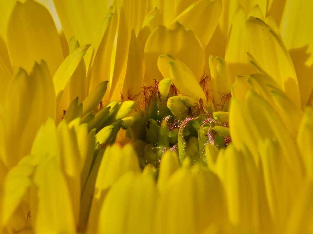 a close up of a large yellow flower