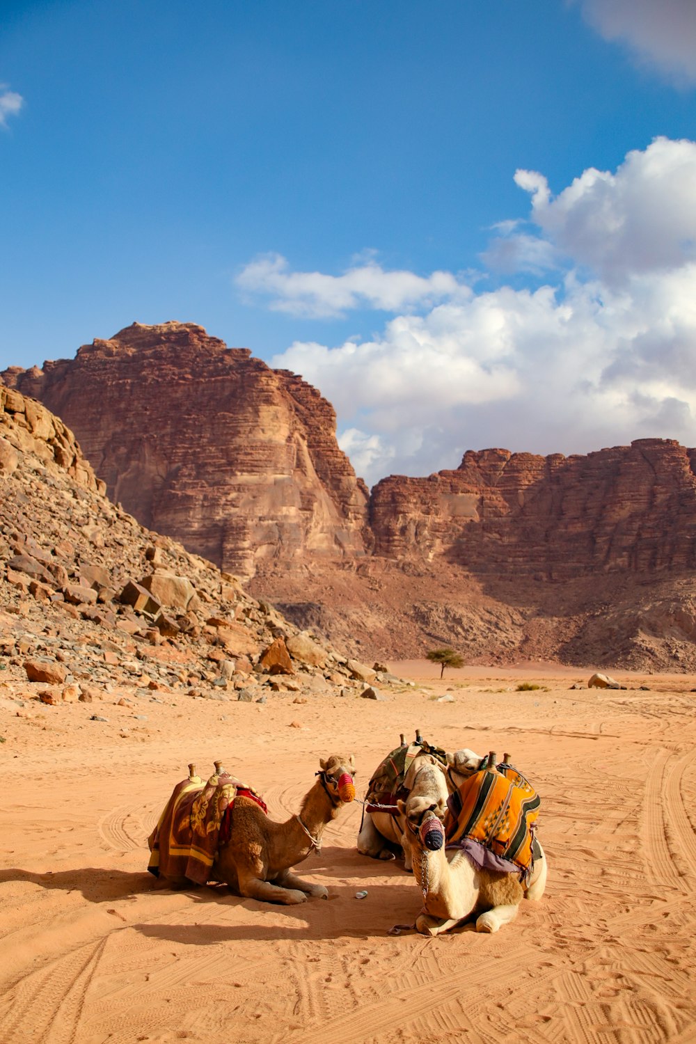 a couple of camels that are sitting in the dirt