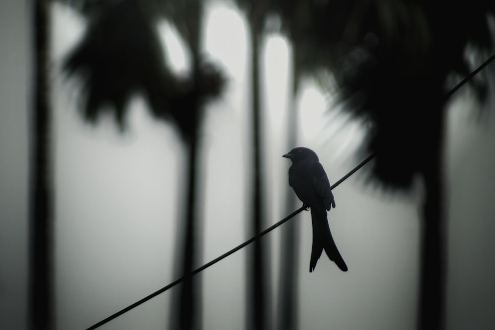 Un pájaro sentado en un alambre entre palmeras