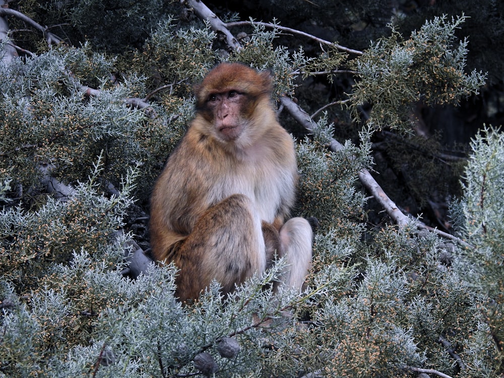 a monkey is sitting in a tree looking at the camera