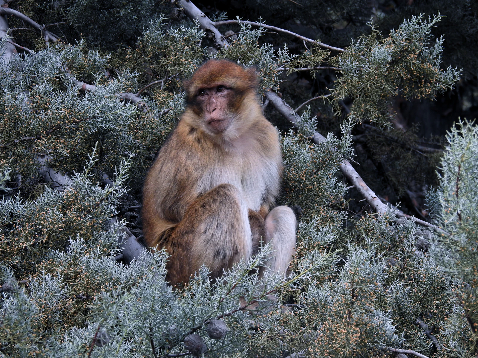 Barbary macaque sitting in a cedar tree in the Ifrane forest