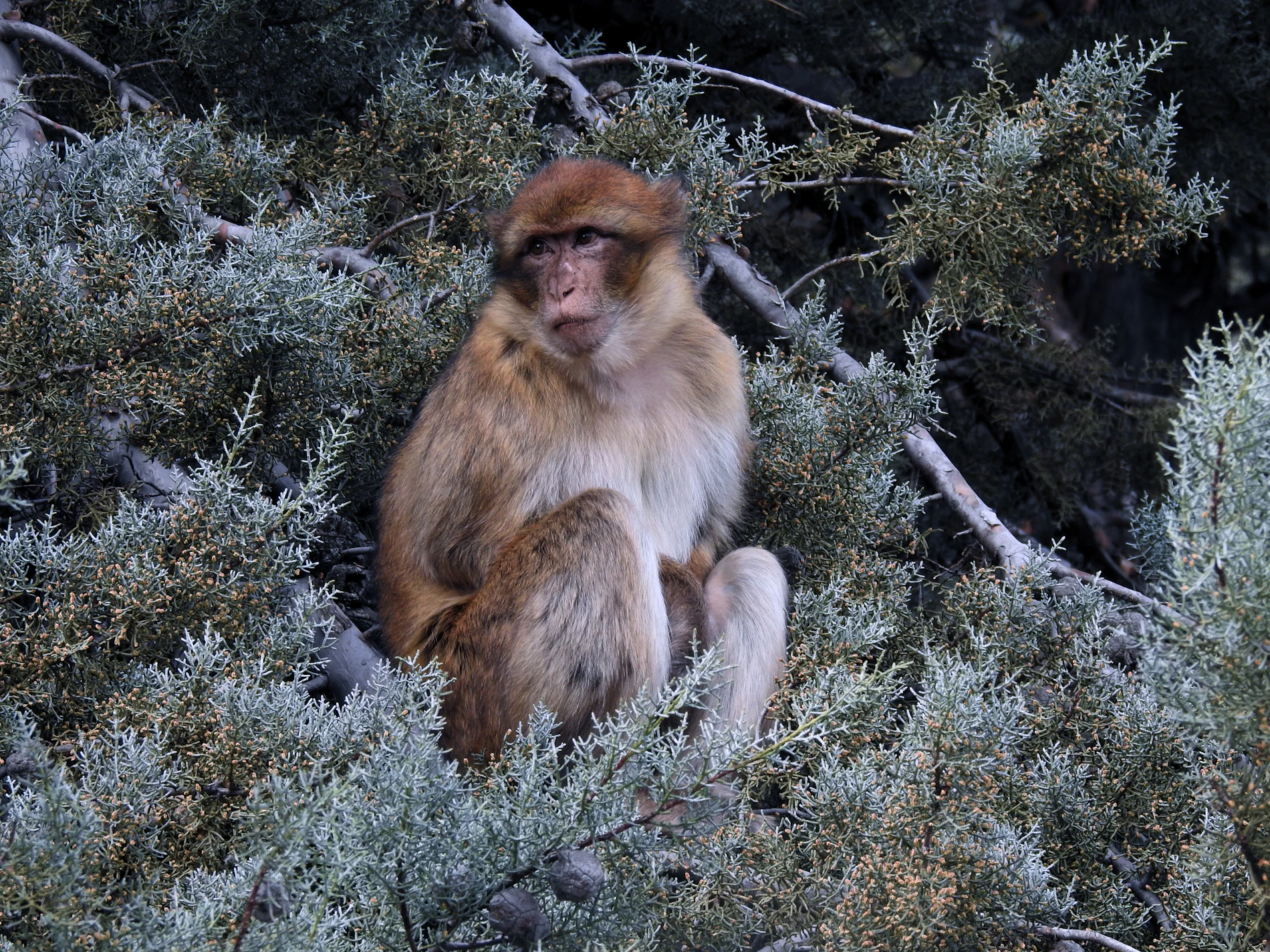 Barbary macaque in Morocco cedar country